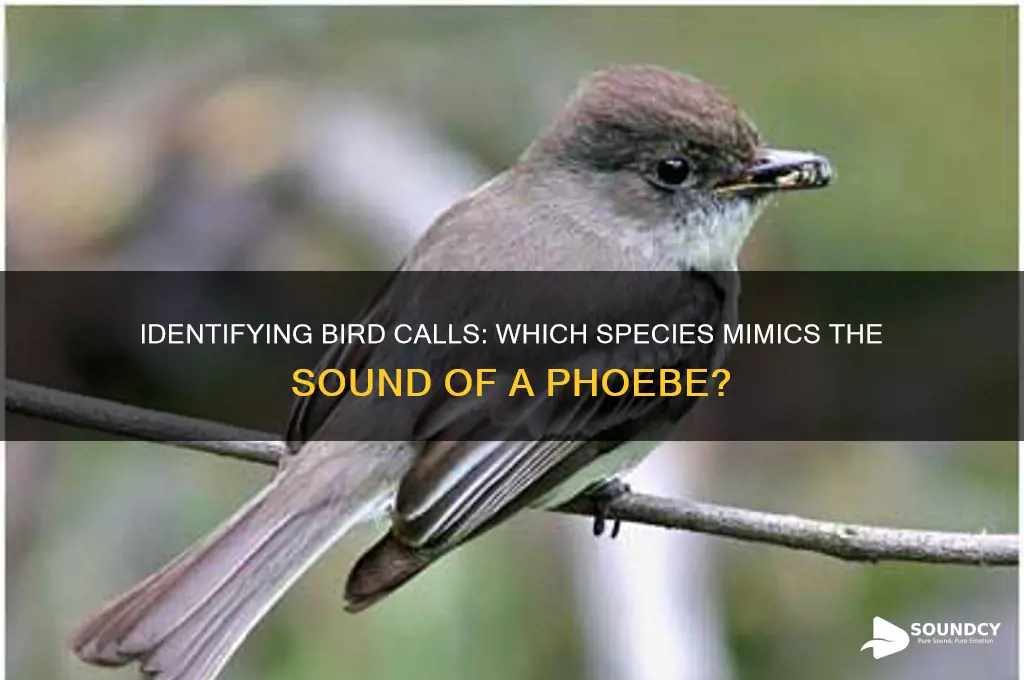 what bird sounds like phoebe