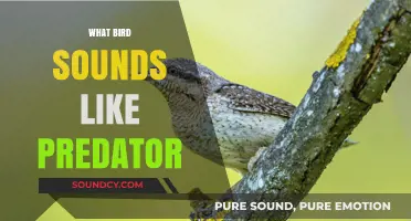 Bird Calls That Mimic Predators: Unveiling Nature's Deceptive Sounds