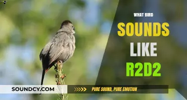 Discover the Bird Whose Unique Call Resembles R2-D2's Iconic Sounds