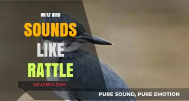 Unraveling the Mystery: Which Bird Mimics a Rattle Sound?