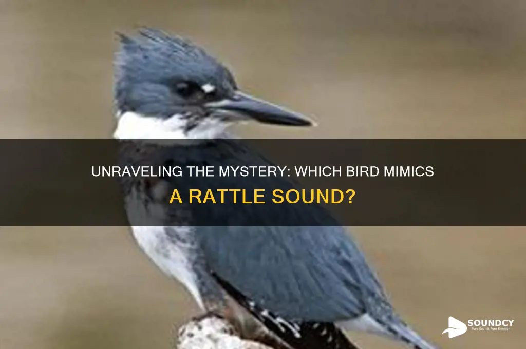 what bird sounds like rattle
