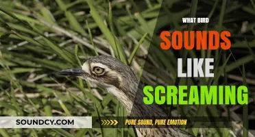 Unraveling the Mystery: Birds Whose Calls Sound Like Human Screams