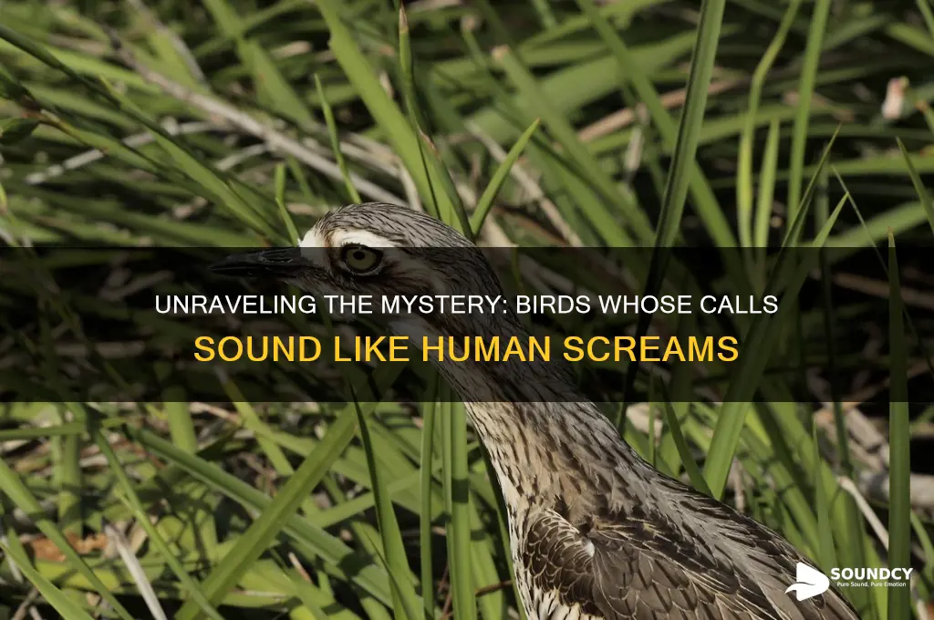what bird sounds like screaming