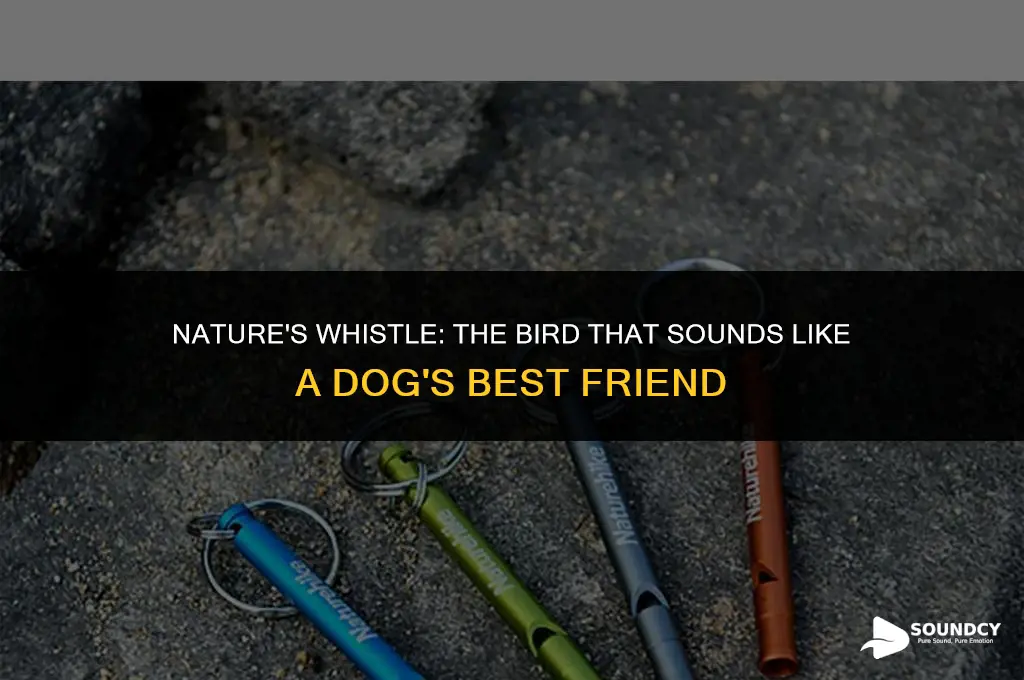 what bird sounds like someone whistling for a dog