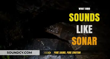 The Oilbird's Unique Sonar-Like Echo-Location Calls Explained