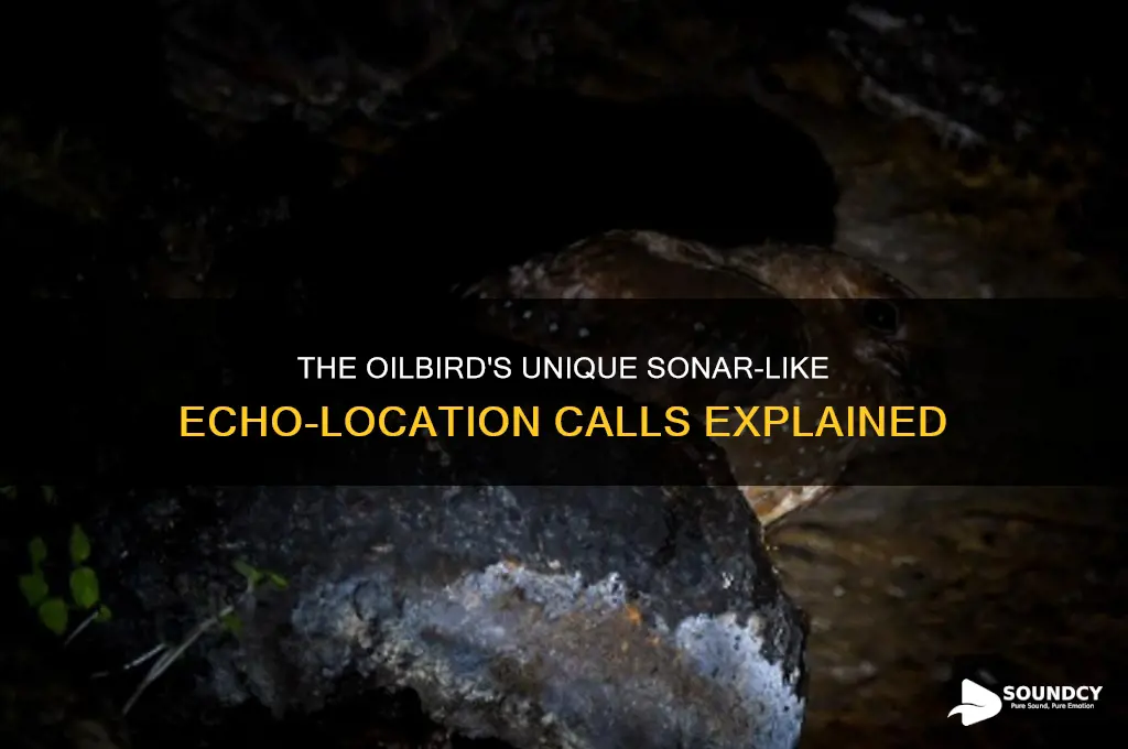 what bird sounds like sonar