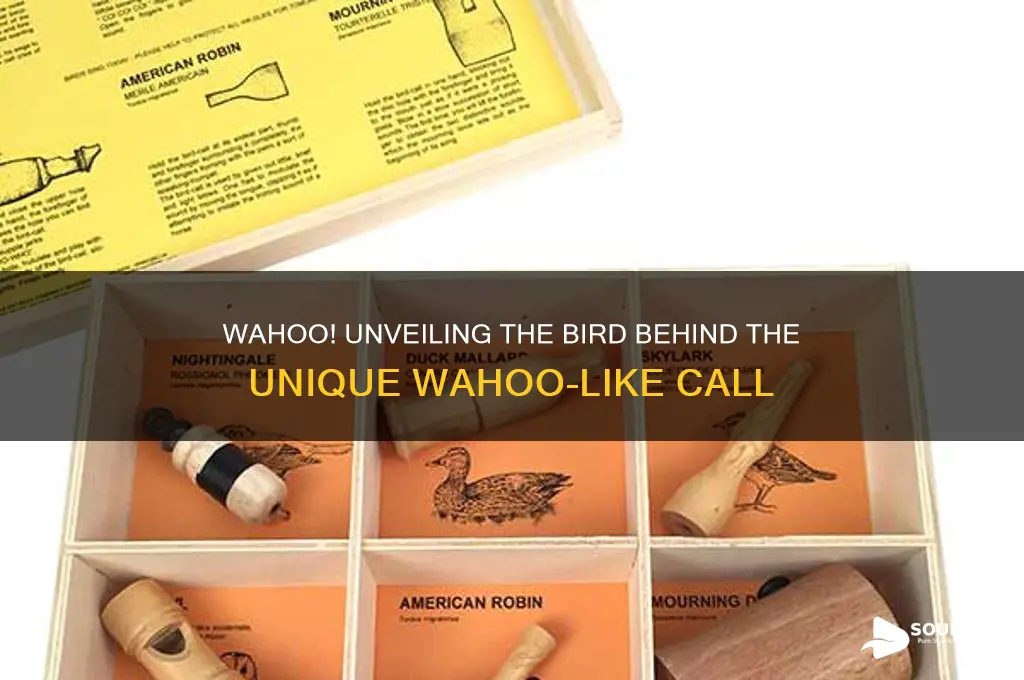 what bird sounds like wahoo