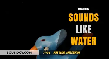 Discover the Bird Whose Song Mimics the Soothing Sound of Water