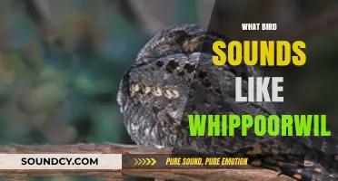 Identifying Birds with Whippoorwill-Like Calls: A Comprehensive Guide