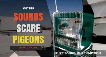 Effective Bird Sounds to Deter Pigeons: A Comprehensive Guide