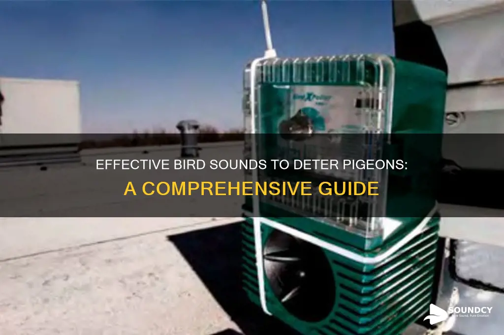 what bird sounds scare pigeons