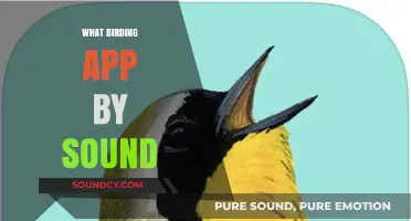 Discover Birds by Ear: Top Apps for Identifying Bird Calls