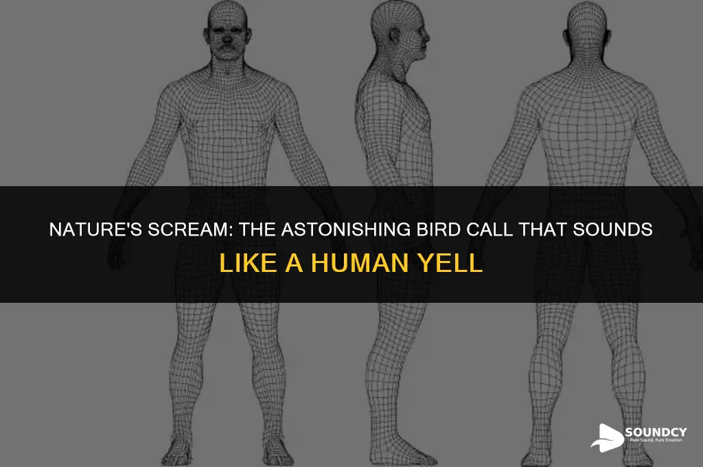 what bird