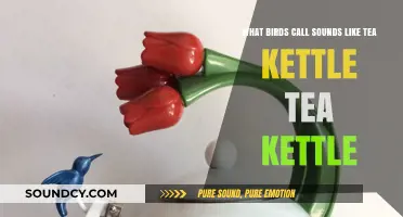 Whistling Wonders: Birds That Sound Like Tea Kettles