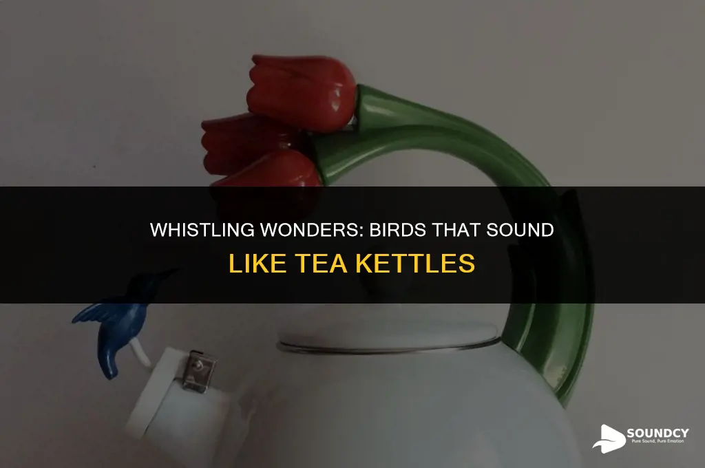 what birds call sounds like tea kettle tea kettle