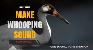 Whooping Wonders: Identifying Birds Behind the Iconic Whooping Calls