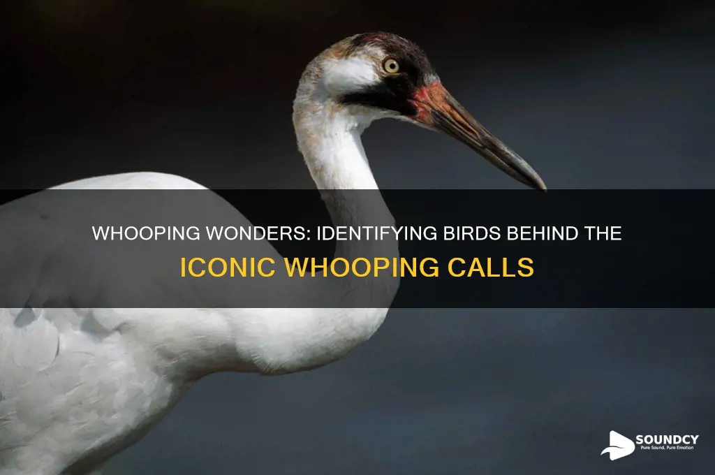 what birds make whooping sound