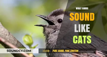 Birds That Meow: Exploring Cat-Like Calls in the Avian World
