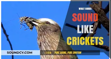 Birds That Mimic Crickets: Uncovering Nature's Chirping Impersonators