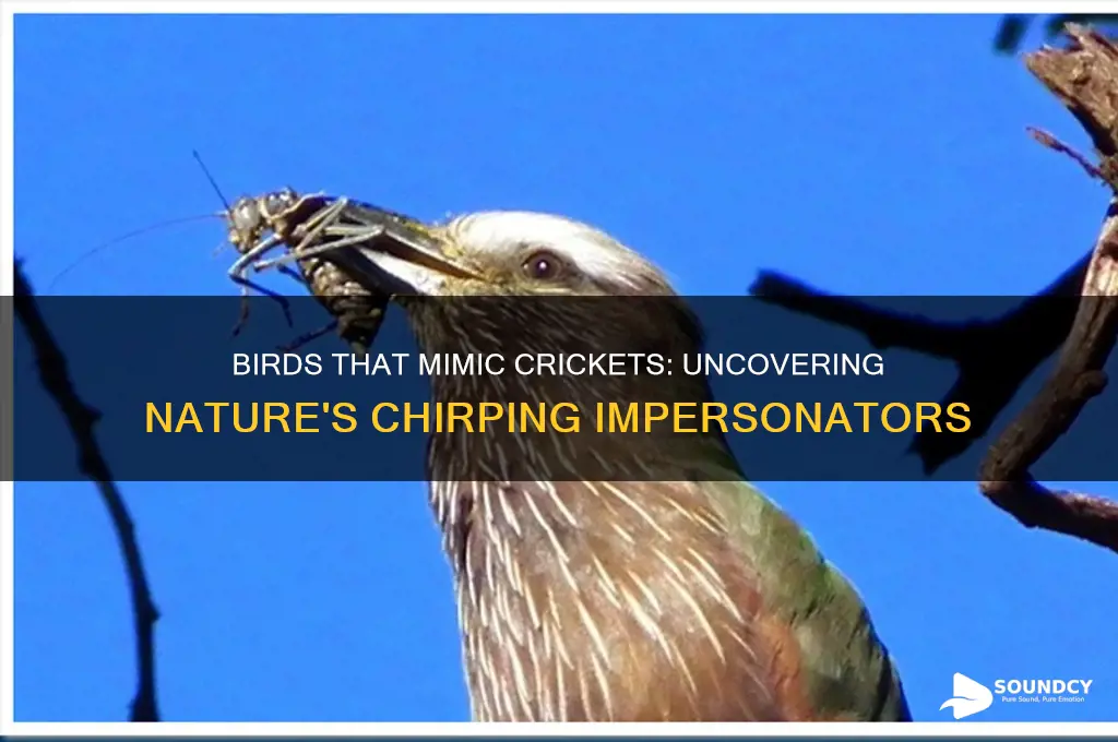 what birds sound like crickets