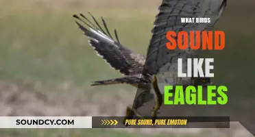 Birds That Mimic Eagles: Identifying Similar Calls in Nature