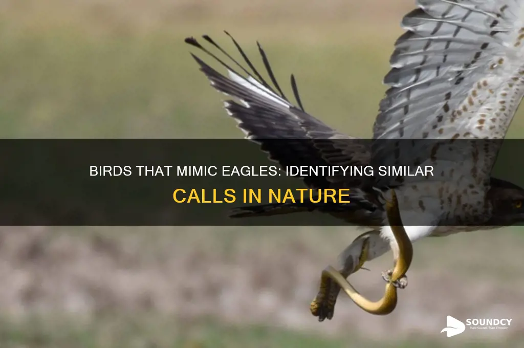 what birds sound like eagles