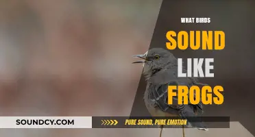 Bird Calls That Mimic Frogs: Uncovering Nature's Vocal Impersonators