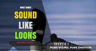 Birds That Mimic Loons: Uncovering Nature's Haunting Calls