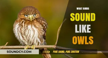Birds That Mimic Owls: Uncovering Surprising Hoots and Calls