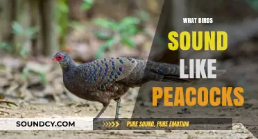 Birds That Mimic Peacocks: Unveiling Nature's Stunning Vocal Impersonators
