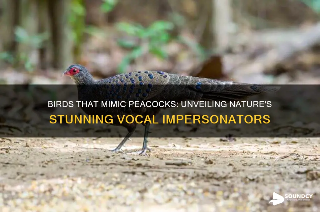 what birds sound like peacocks