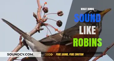 Discover Birds with Robin-Like Songs: A Guide to Their Unique Calls