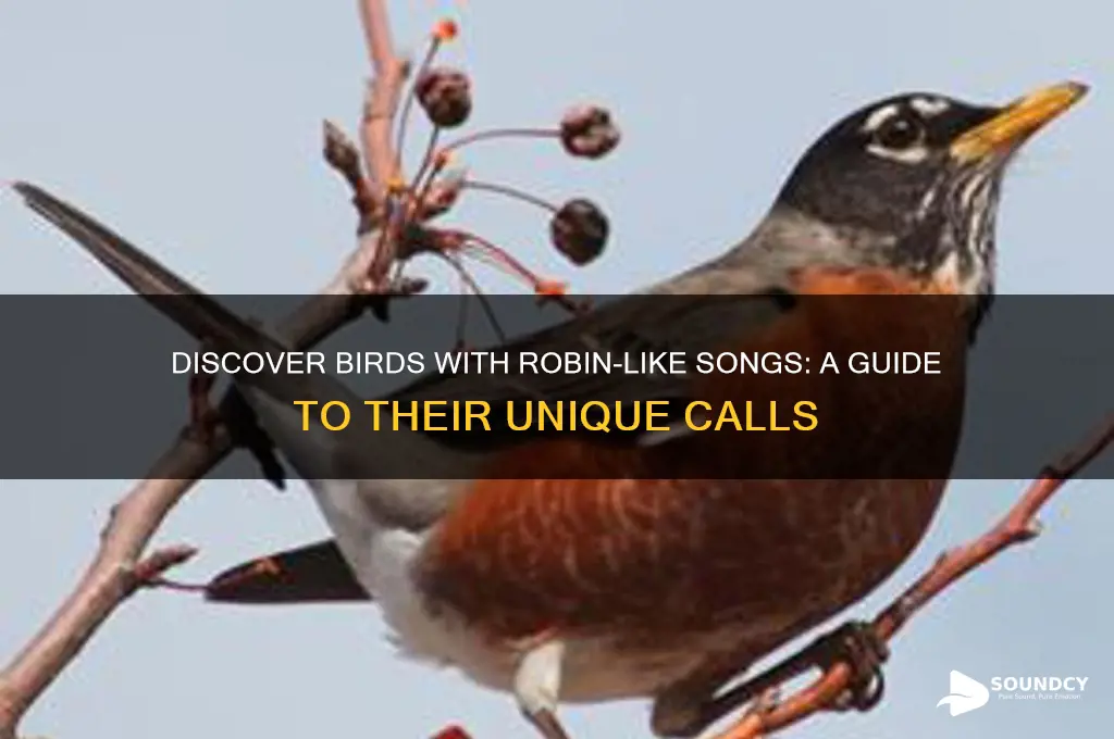 what birds sound like robins