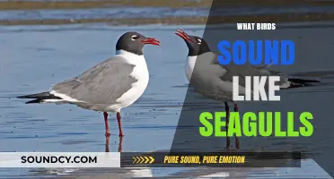 Beyond the Beach: Birds That Mimic the Classic Seagull Call
