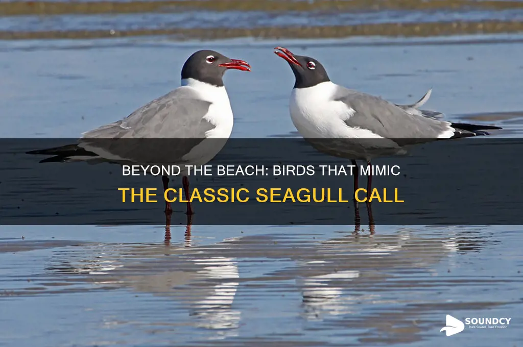 what birds sound like seagulls