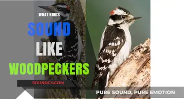 Birds That Mimic Woodpeckers: Identifying Similar Drumming Sounds