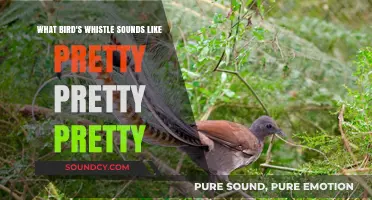 Nature's Melody: Decoding the Enchanting Whistle of the Lyrebird