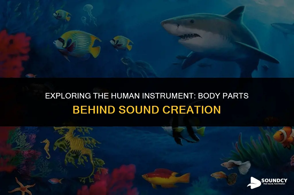 what body parts contribute to the creation of sound