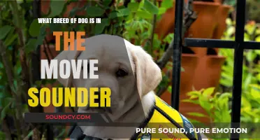 Unveiling the Loyal Companion: A Look at Sounder's Canine Star