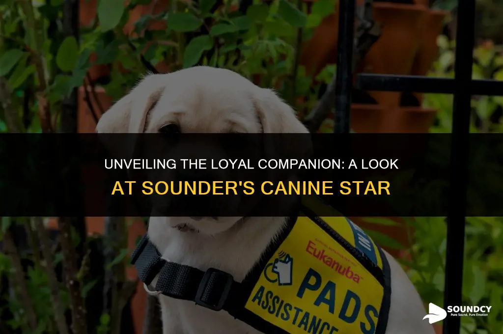 what breed of dog is in the movie sounder