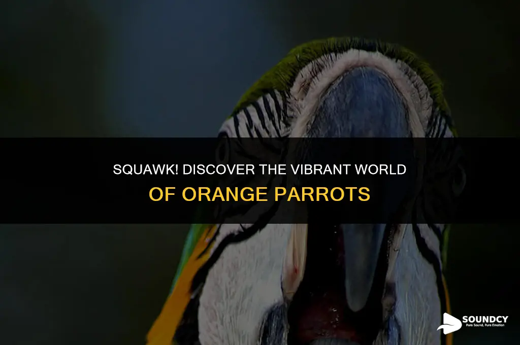 what bright orange and sounds like a parrot answer