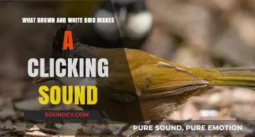 Discovering the Unique Clicking Bird: A Brown and White Mystery