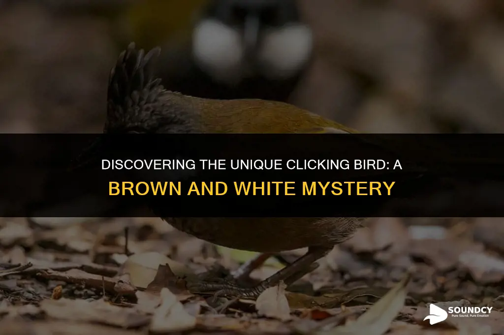 what brown and white bird makes a clicking sound