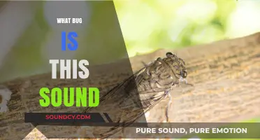 Identify That Buzz: Decoding the Mystery Behind Common Bug Sounds