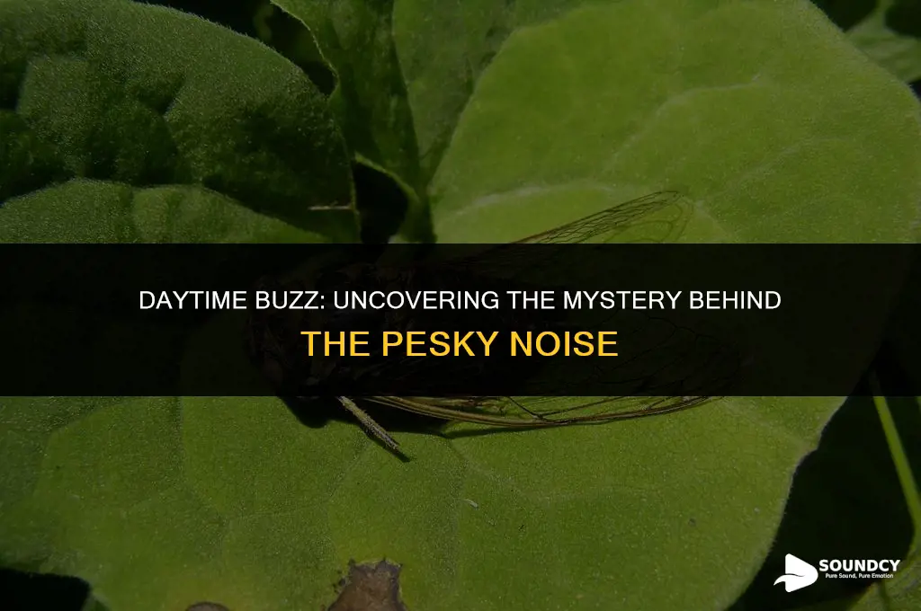 what bug makes a buzzing sound during the day