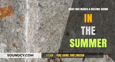 Summer's Buzzing Mystery: Identifying the Noisy Bug Behind the Sound