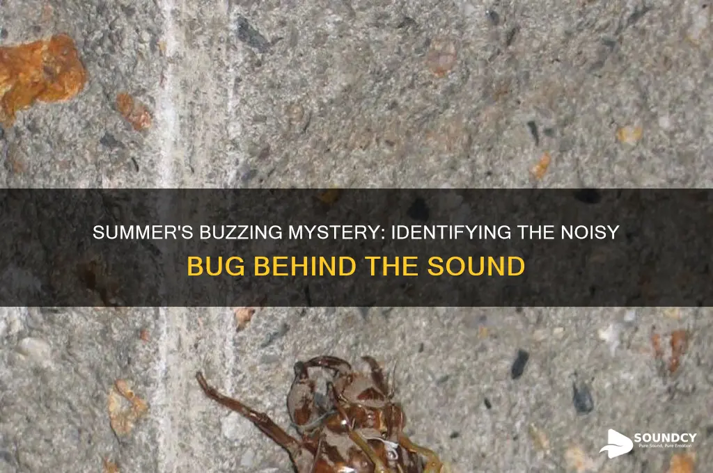 what bug makes a buzzing sound in the summer