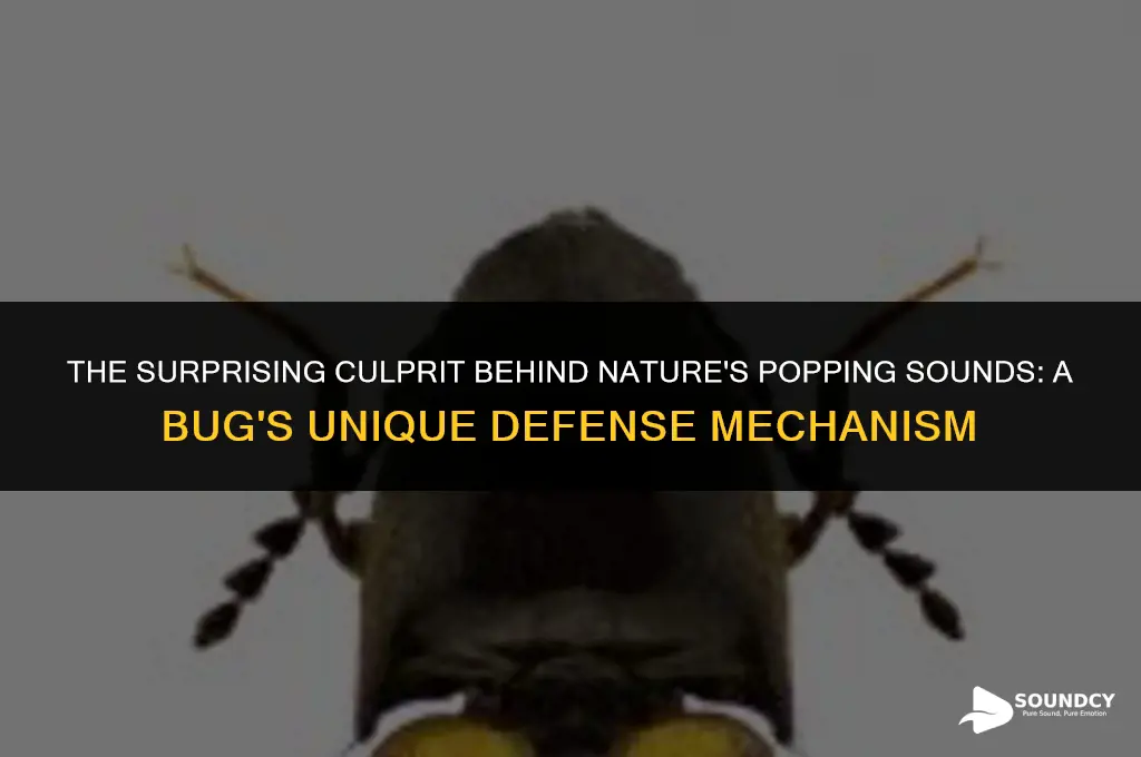 what bug makes a popping sound with its body