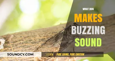 Unveiling the Tiny Culprit: Which Bug Creates That Buzzing Sound?