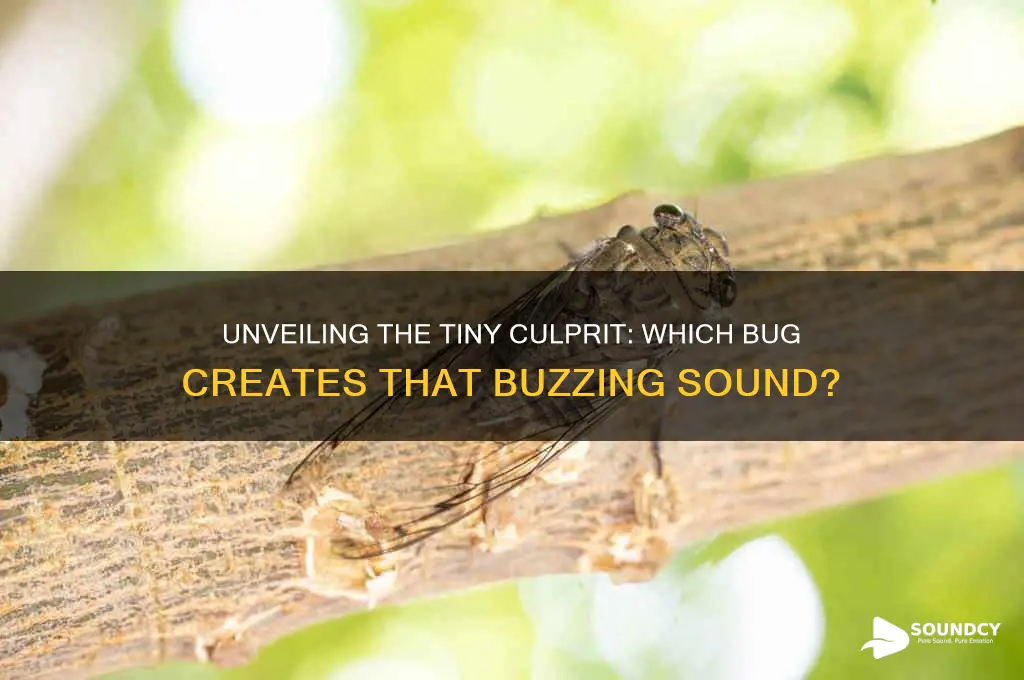 what bug makes buzzing sound